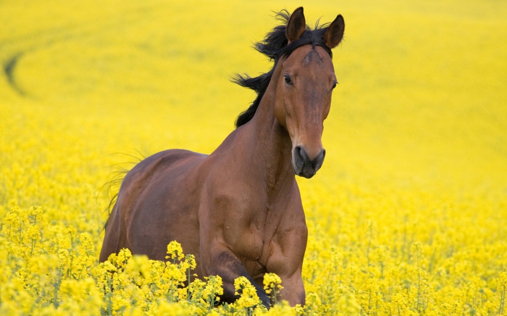 489751-horse-yellow-field-horse-flowers-beautiful.jpeg