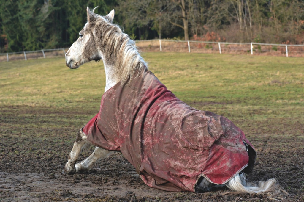 Muddy-horse.jpg